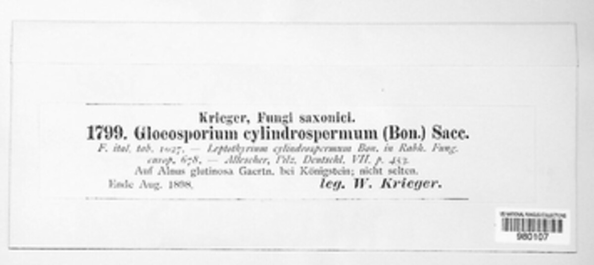Gloeosporium cylindrospermum image